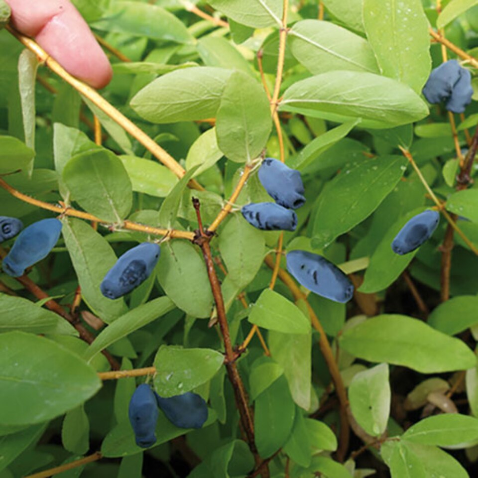 image 1 of Honeyberry 'Altaj' plant in a 2L pot - Lonicera kamschatiana Plant Edible Fruit Plants for Gardens - Grow Your Own Fruit at Home
