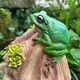 image 3 of Animal Crackers Frog Toad House Novelty Shelter For Frogs And Other Wildlife