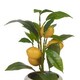 image 2 of Artificial Citrus Lemon Fruit Tree Flower Pot | Cream | Cream gloss | 1