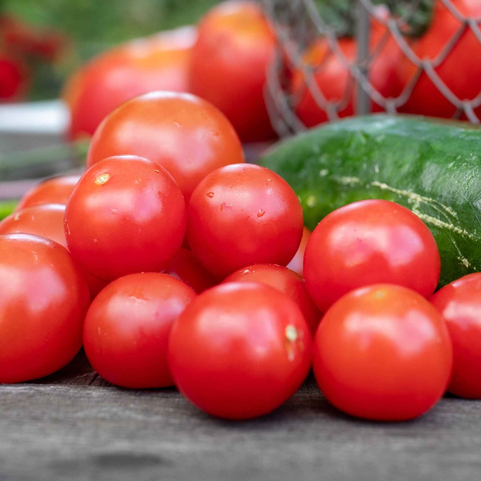 image 1 of Tomato Indoor Collection - Ailsa Craig, Big Daddy & Gardeners' Delight 3 x 9cm
