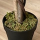 image 9 of Outsunny 160cm/5.2FT Artificial Ficus Tree Fake Plant in Pot Indoor