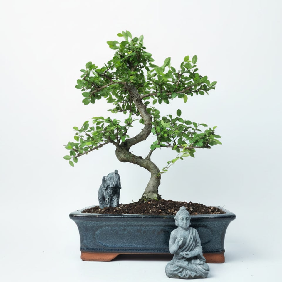 image 1 of Yorkshire Bonsai Chinese Elm (Ulmus Parvifolia) Bonsai Tree Shaped In 30cm Pot