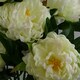 image 5 of 55cm Artificial White Peony Plant