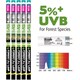 image 5 of Arcadia Euro Range T8 5% UVB Bulb | Multi | 15W 18" 420mm