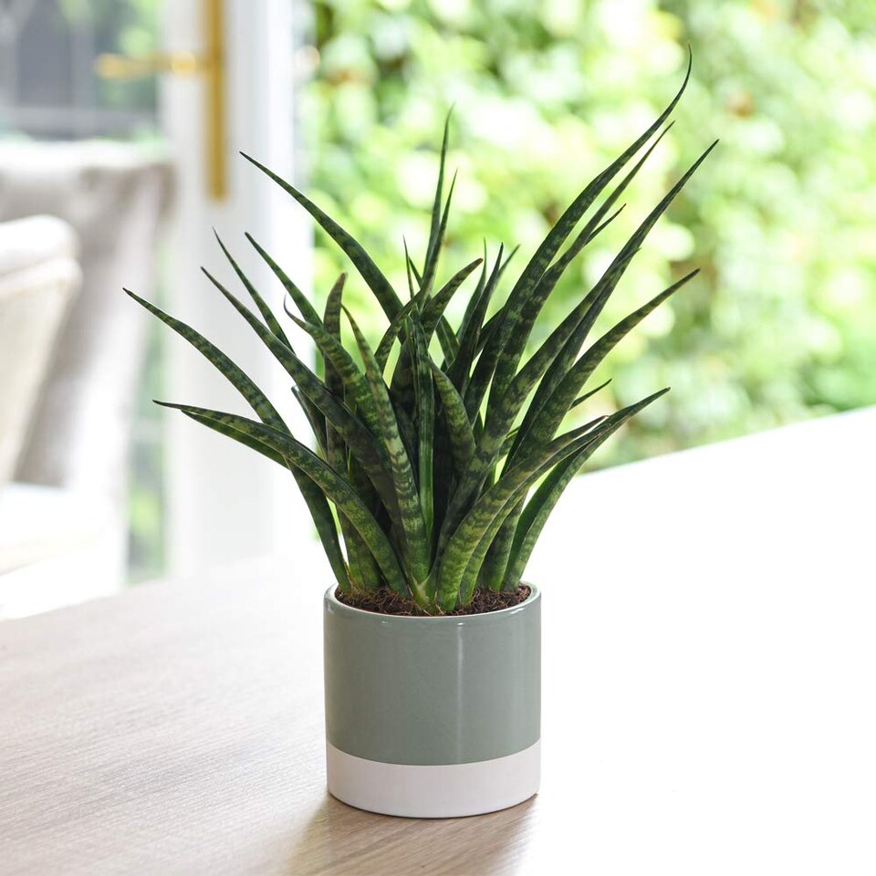 Houseplant - Sansevieria Fernwood - African Spear Plant x 1 (8cm Pot)