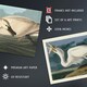 image 4 of Pack Of 6 Vintage Audubon Birds Heron Ibis Cormorant Animal Wall Art Prints 12X16 Inch