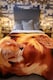 image 2 of Lion Print Fleece Blanket Animal Throw, Soft Warm Cosy Blanket Throw 200x240cm | Multi