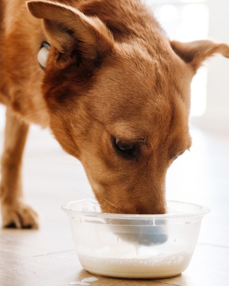 image 1 of WulfJoy Goats Milk Powder for Dogs & Cats 150g