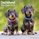 image 1 of Wire Haired Dachshund 2026 Calendar | Square Wall Calendar | Dog Breed Gift | Plastic Free Packaging | by Avonside Publishing