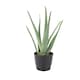 image 2 of Aloe Vera Plant  12cm Pot | Medicinal & Easy Care Indoor Houseplant