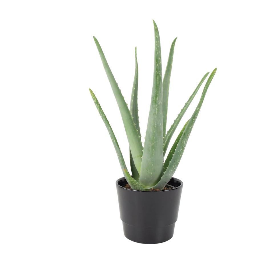 image 1 of Aloe Vera Plant 12cm Pot | Medicinal & Easy Care Indoor Houseplant