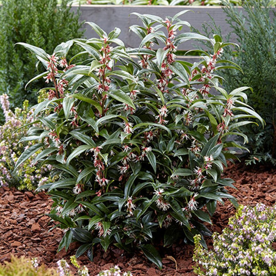 image 1 of Sarcococca hookeriana 'Winter Gem' plant in 15cm pot hardy Evergreen
