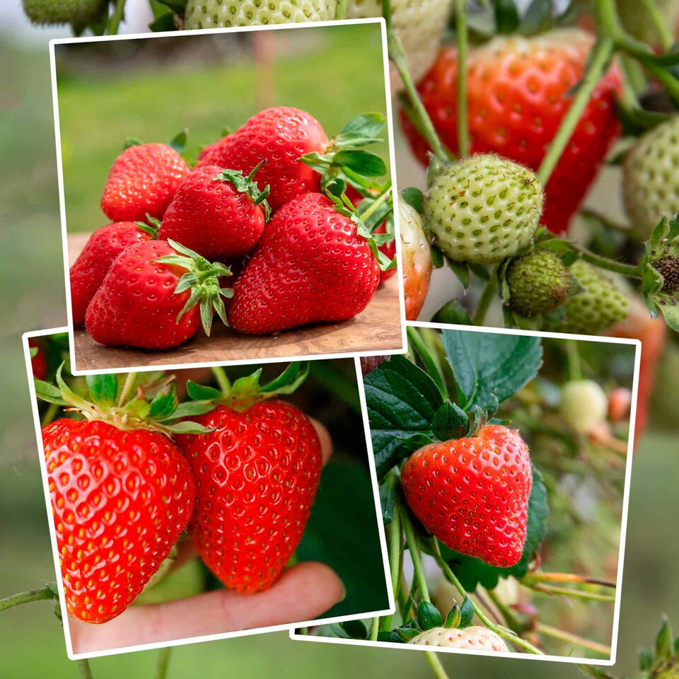 image 1 of Marshalls Garden Strawberry 'Sweetest Tasting' Collection - 3 Varieties 30 bare root