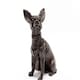 image 2 of Chihuahua Plant Pot Feet - Set of 3 - L5 x W6 x H9.5 cm Grey