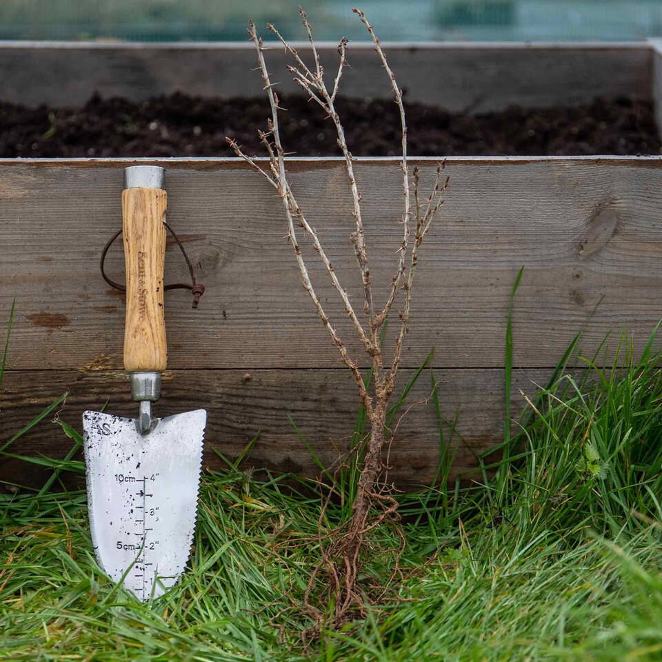 image 1 of Marshalls Garden Gooseberry Hinnonmaki Red - Large Mildew Resistant Dessert Fruit bare root