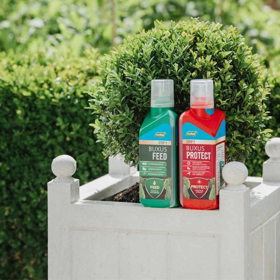 image 1 of Westland Buxus Feed & Protect 2 in 1 - 2 x 500ml | Clear | 1 x Duo Pack | 2