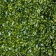 image 8 of Outsunny 12PCS 50cm x 50cm Artificial Boxwood Panel Milan Grass with Flowers