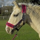 image 1 of Rhinegold Crystal Star Headcollar & Rope Set Green | Size: Full
Colour: Navy/Green