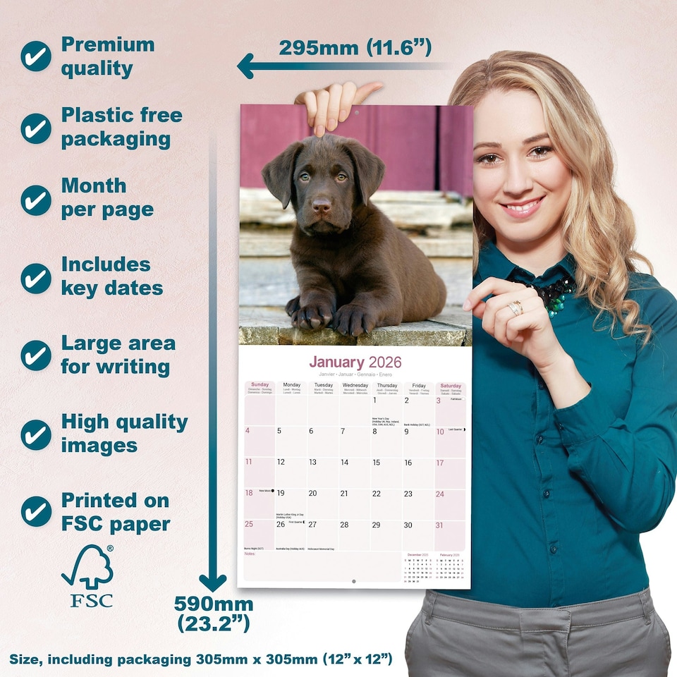 image 1 of Chocolate Labrador Retriever 2026 Calendar | Square Wall Calendar | Dog Breed Gift | Plastic Free Packaging | by Avonside Publishing