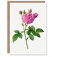image 1 of Pierre-Joseph Redouté Art Card Agatha Rose Vintage Floral