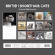 image 3 of Just British Shorthair Cats Calendar 2026, Wall Calendars, Month To View, Cats, Gift