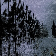Star Tree Line (Canvas Print) 12" x 18"