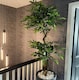 image 1 of 150cm Twisted Trunk Artificial Japanese Fruticosa Style Ficus Tree | Green | 5ft