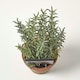 image 2 of Homescapes Artificial Thyme Plant in Decorative Pot