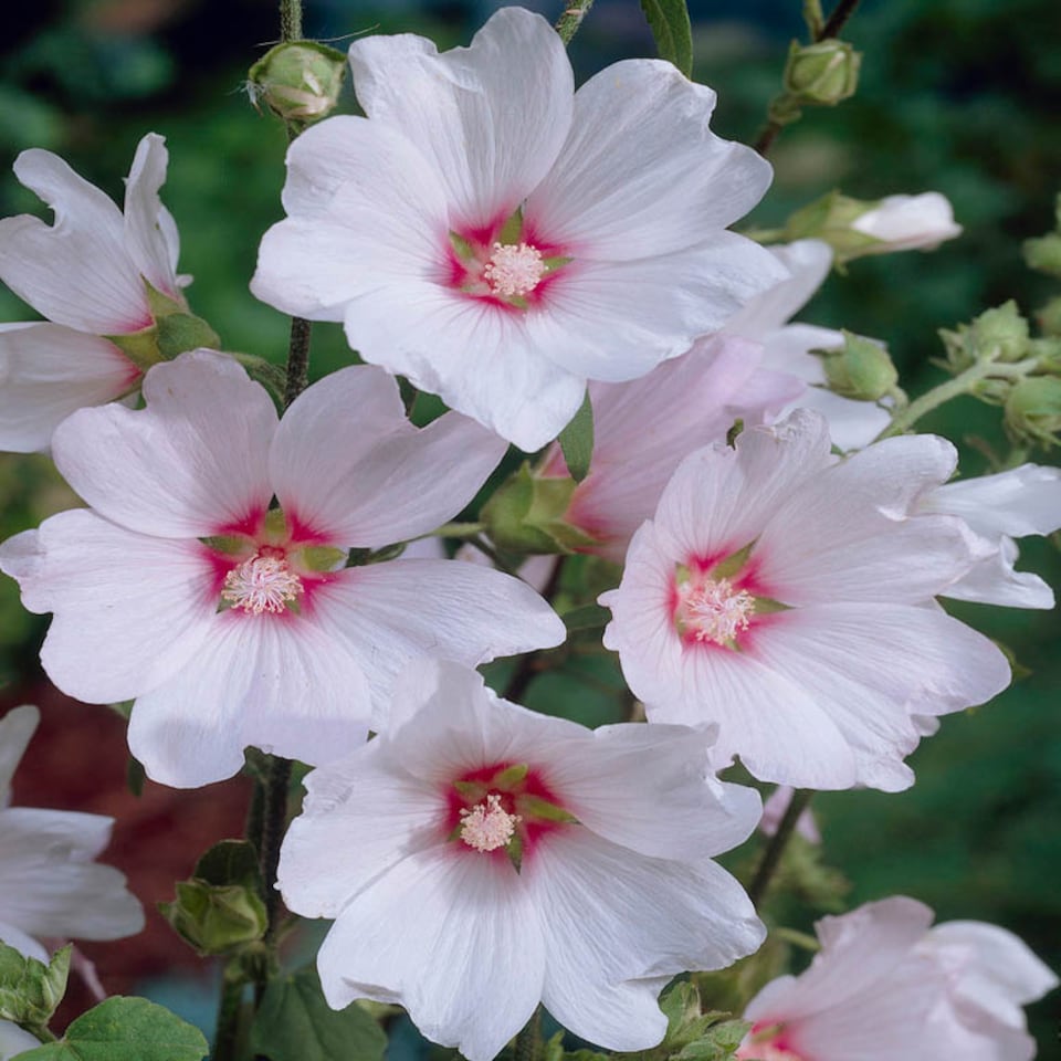 image 1 of 3 x Patio Lavatera (Mallow) 'Barnsley Baby' in 9cm pots Mid-Summer Blooming Plants for Gardens Frangrant