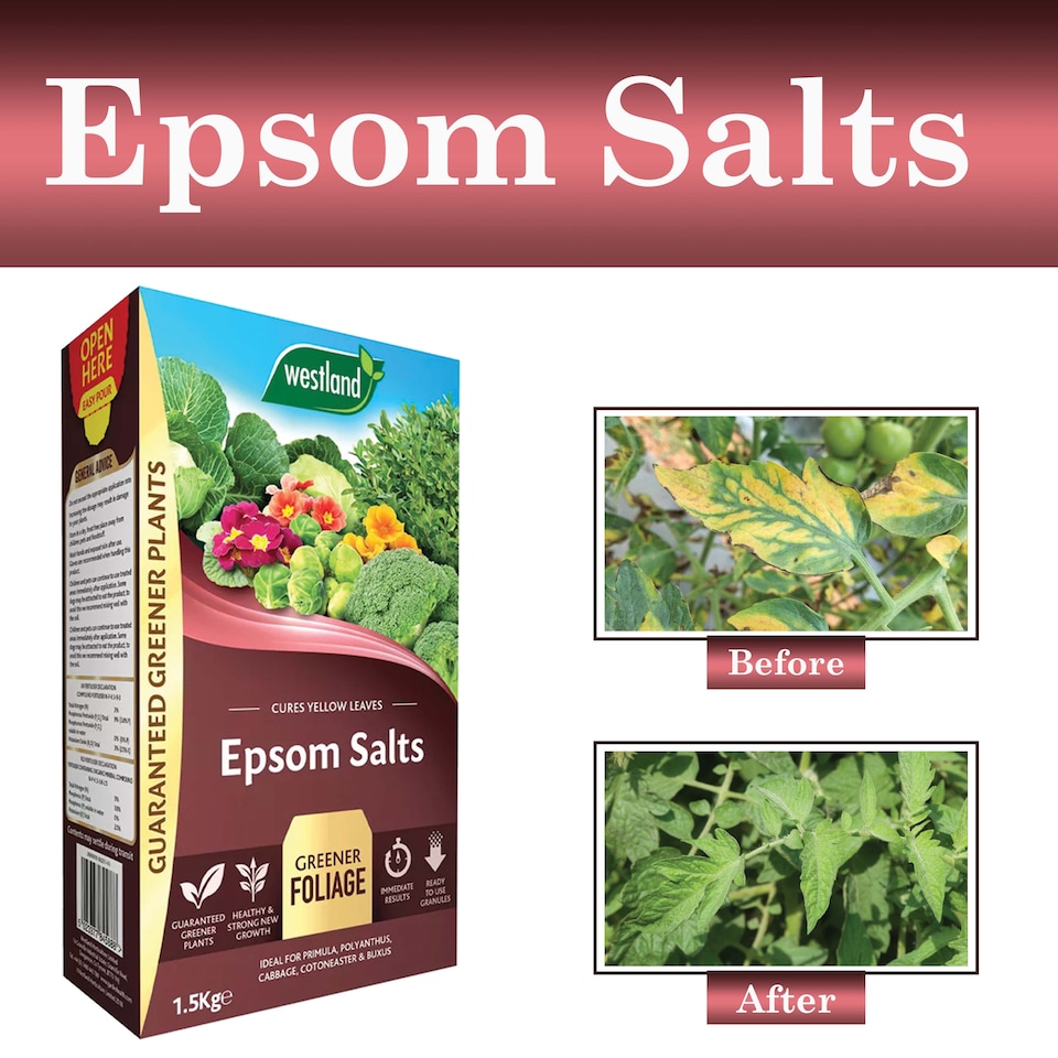 image 1 of Westland Epsom Salts 1.5kg Magnesium & Sulphur Fertilizer for Lush Green Foliage Flowers Vegetables and Healthy Plants