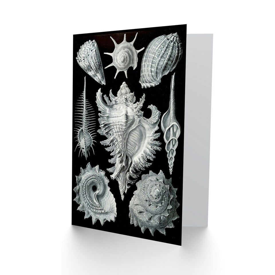 image 1 of Nature Ernst Haeckel Shell Whelk Biology Art Card