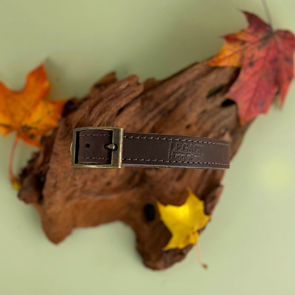 image 1 of HugglePets Legacy Leather Dog Collar - Chocolate Brown | M