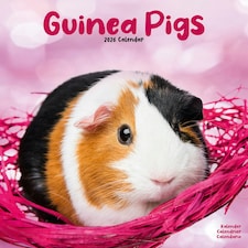 Guinea Pigs 2026 Calendar | Square Wall Calendar | Animal Gift | Plastic Free Packaging | by Avonside Publishing