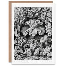 Ernst Haeckel Art Card Hexacorallia Vintage Coral Illustration