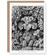 image 1 of Ernst Haeckel Art Card Hexacorallia Vintage Coral Illustration