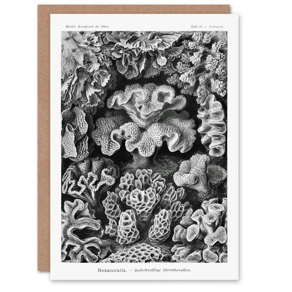 image 1 of Ernst Haeckel Art Card Hexacorallia Vintage Coral Illustration