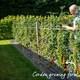 image 7 of Marshalls Garden Tomato Seeds Sungrape F1 - 6 Seeds | Green | Green, Red