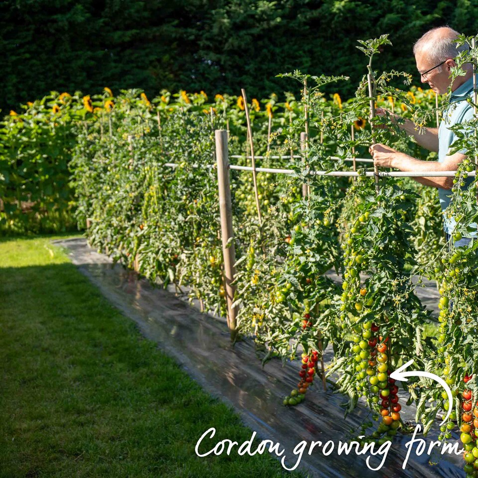 image 1 of Marshalls Garden Tomato Seeds Sungrape F1 - 6 Seeds | Green | Green, Red