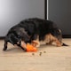 image 3 of BIONIC Treat Shaker Dog Toy 3 Sizes Multi | Size?: Large