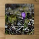 image 2 of Purple crocus flowers, Colchicum, in a green grass meadow. Close up spring or autumn flower bloom in nature (Placemat & Coaster Set)