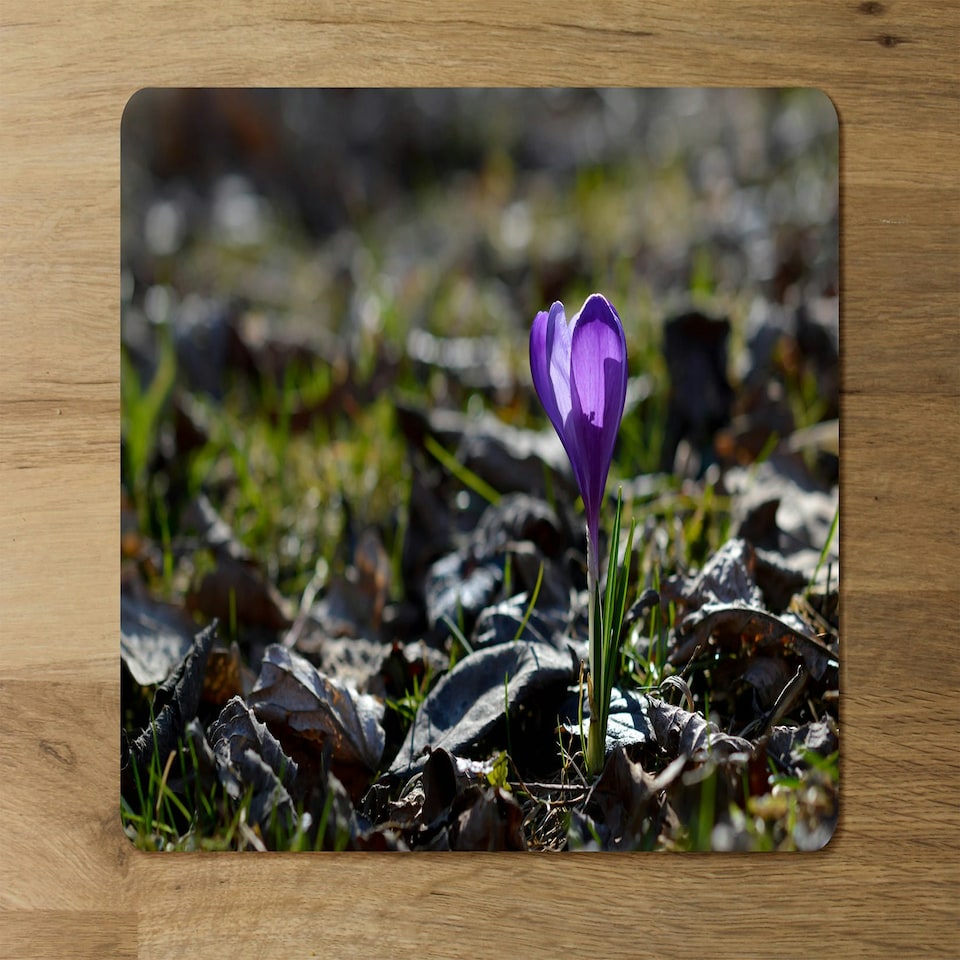 image 1 of Purple crocus flowers, Colchicum, in a green grass meadow. Close up spring or autumn flower bloom in nature (Placemat & Coaster Set)