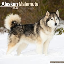 Alaskan Malamute 2026 Calendar | Square Wall Calendar | Dog Breed Gift | Plastic Free Packaging | by Avonside Publishing