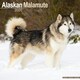 image 1 of Alaskan Malamute 2026 Calendar | Square Wall Calendar | Dog Breed Gift | Plastic Free Packaging | by Avonside Publishing