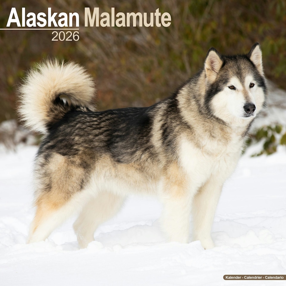 image 1 of Alaskan Malamute 2026 Calendar | Square Wall Calendar | Dog Breed Gift | Plastic Free Packaging | by Avonside Publishing