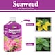 image 3 of Vitax Seaweed Plus with Sequestered Iron 500ml Liquid Fertiliser for Acid-Loving Plants Lawns & Garden Growth Tonic