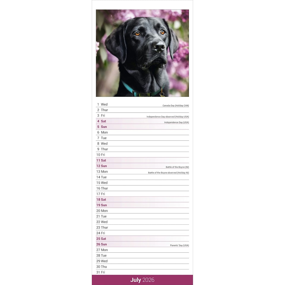 image 1 of Black Labrador Retriever Slim 2026 Calendar | Slimline Wall Calendar | Dog Breed Gift | Plastic Free Packaging | Avonside Publishing Ltd