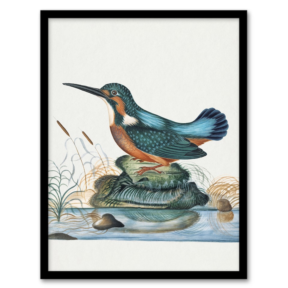 image 1 of Common Kingfisher Vintage Illustration Bolton Framed Wall Art Print 12X16"