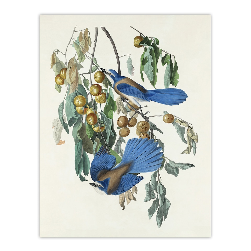 image 1 of Florida Jay and Persimmon Tree Audubon Nature Wall Art Poster Print 12X16"