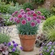 image 5 of Set of 3 or 6 Large Plants Pink Purple Carnation Ready to Plant in Your Garden 10.5 cm