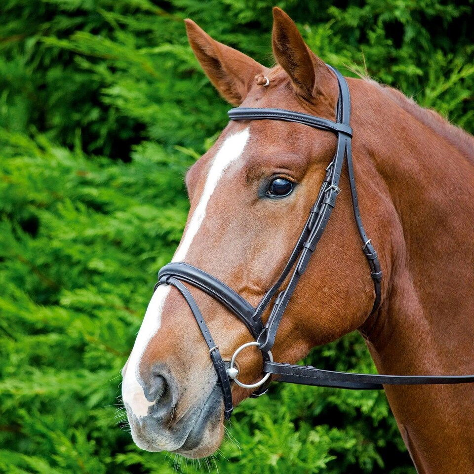 image 1 of Aviemore Comfort Fit Leather Horse Bridle - Black - Full